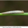 chazara bischoffii larva3